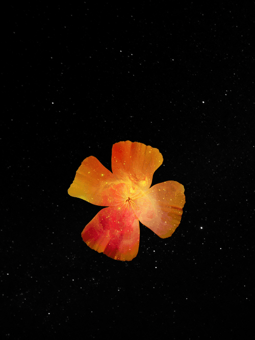 Floral Art