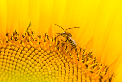 Honeybee Haven collection image