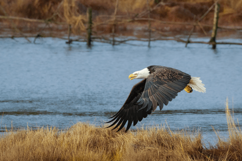 Bald Eagle #15