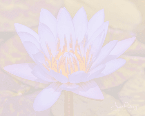 Flower Serenade.