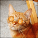 CoinMarketCats