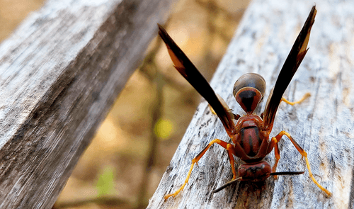 Waspy
