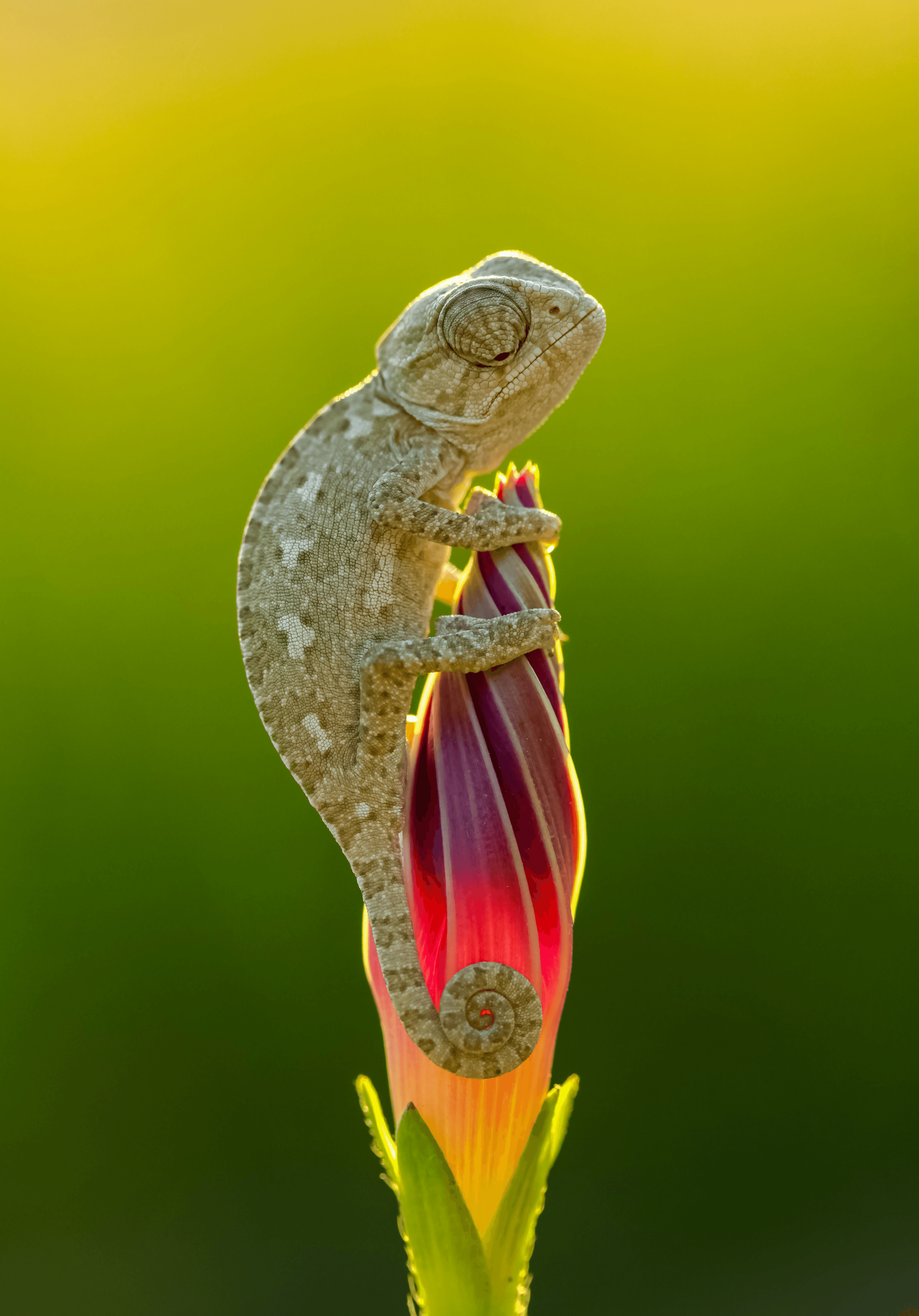 tiny chameleon on a flower