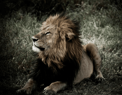Wildlife by Bobelgum