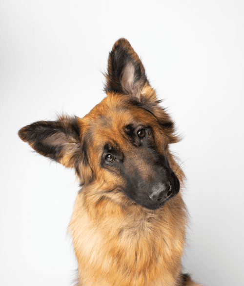 German Shepherd #DA219