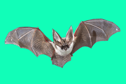 bat-nft collection image