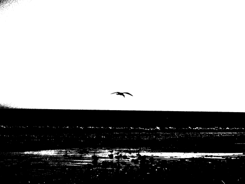 Gull