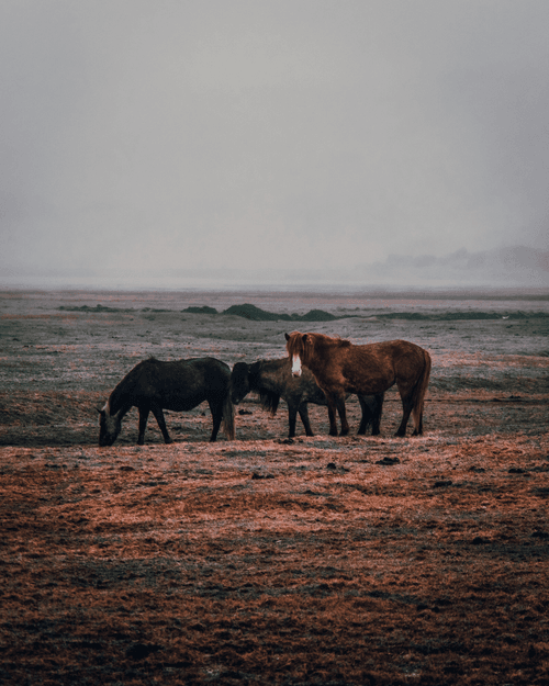 Moments from Iceland
