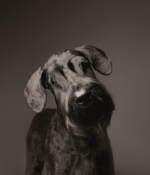 Giant Schnauzer #DA232