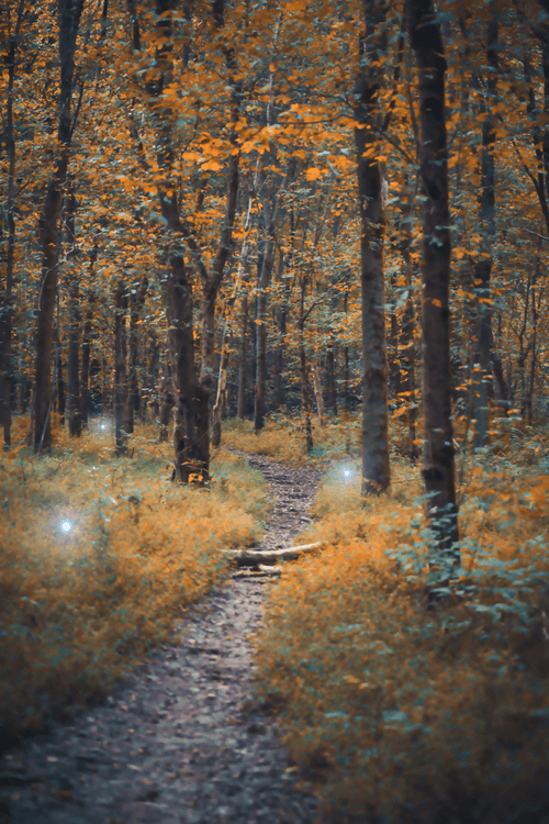 Enchanted Forests