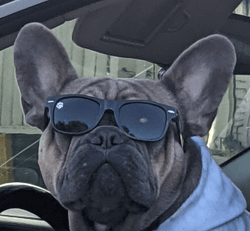 Dogs In Sunglasses collection image