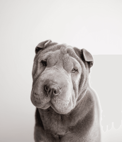 Chinese Shar Pei #DA162