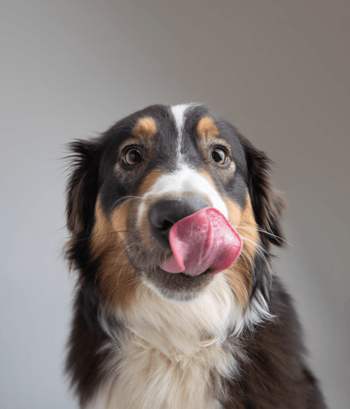 Australian Shepherd #178