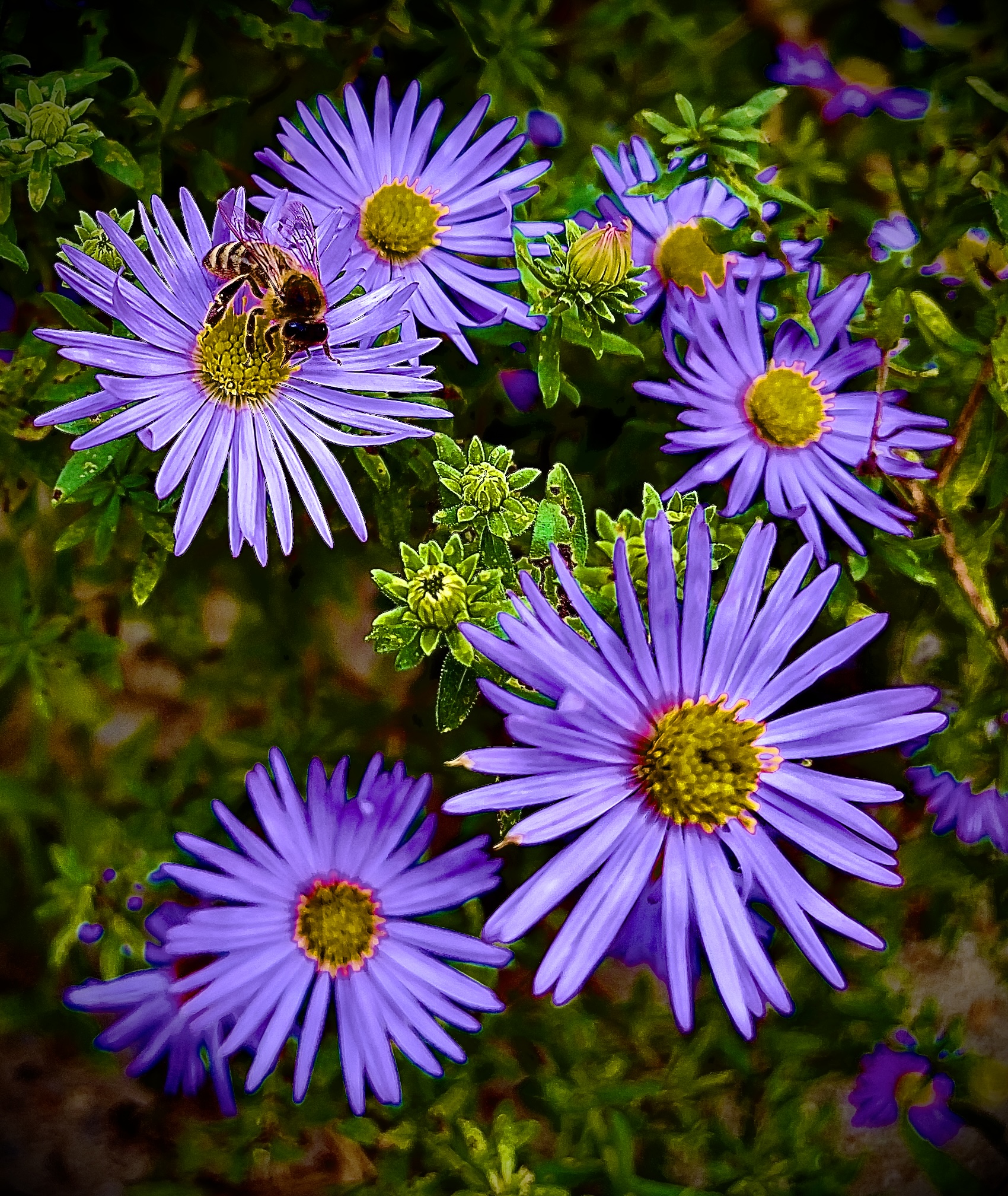 Seed Poem #72: The Asters
