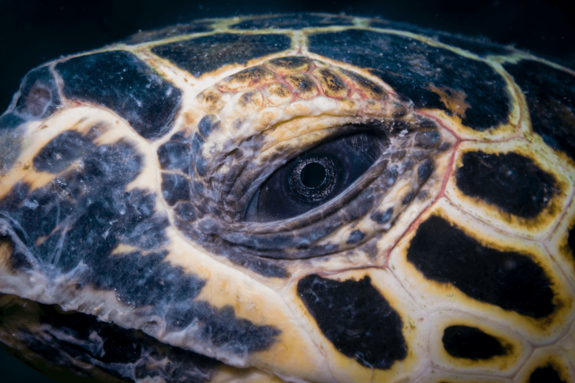 Eye of a Hawksbill Turtle - Eyes into the Underwaterworld | OpenSea