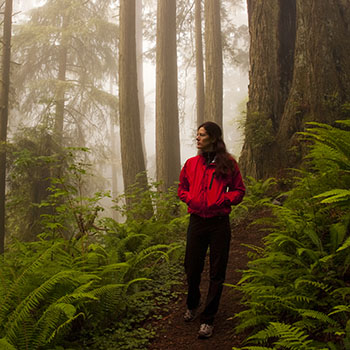 Redwoods in the Mist