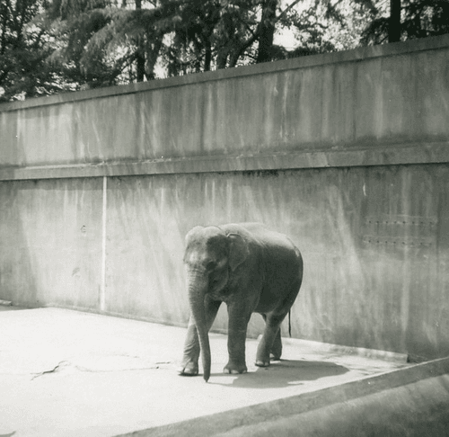 Vintage Photo Baby Elephant in Zoo Enclosure
