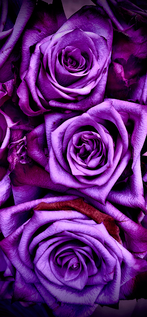 Seed Poem #14: The Purple Rose