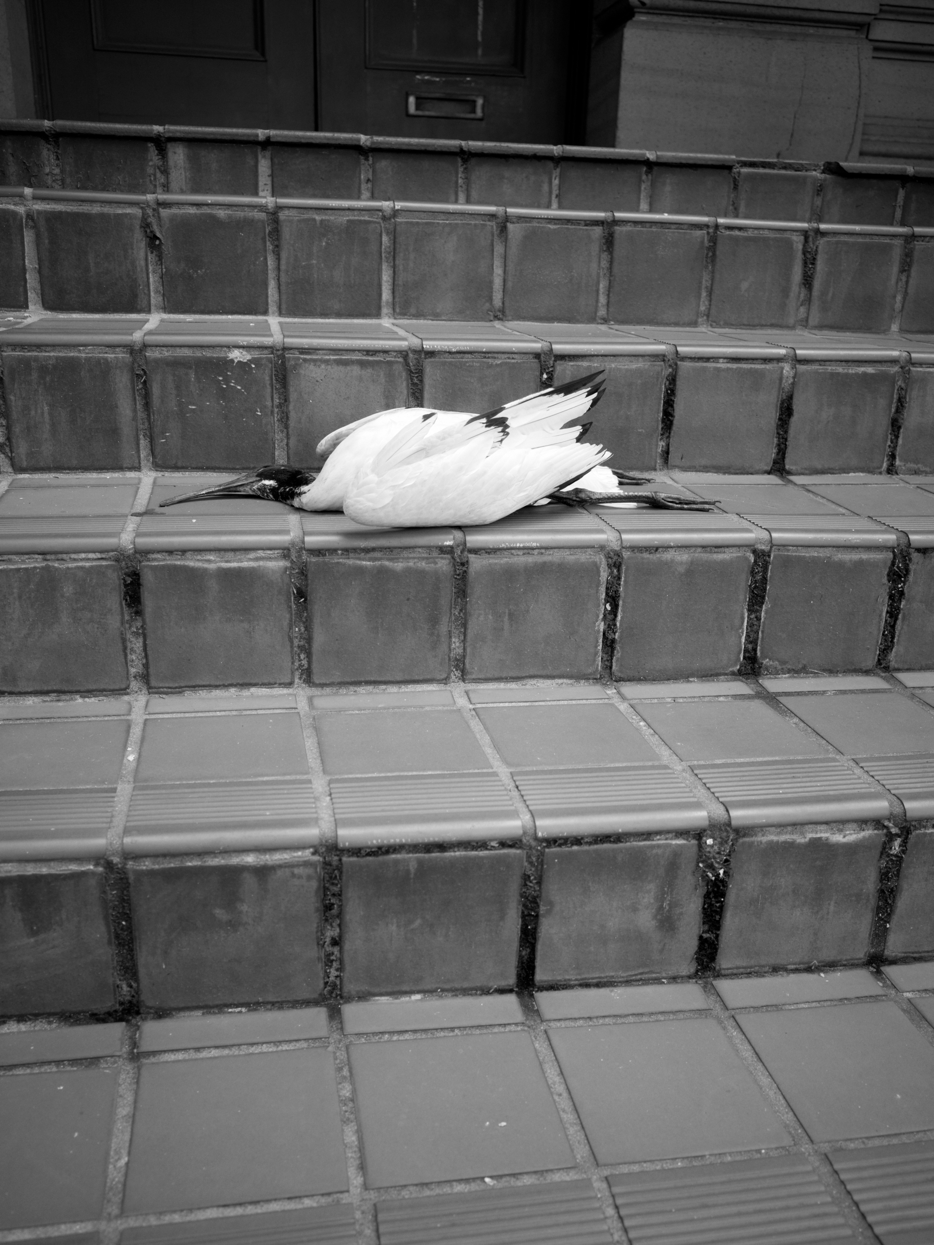 Dead ibis bird