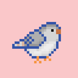 zebra finch #23