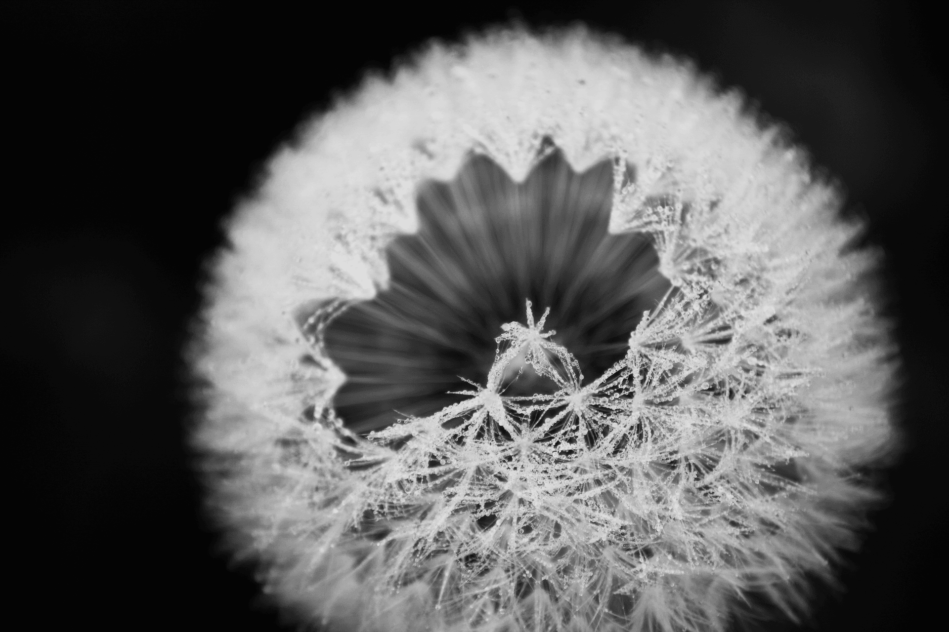 Spanish Macro Collection OpenSea