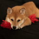 SHIBA INU PHOTOGRAPHY