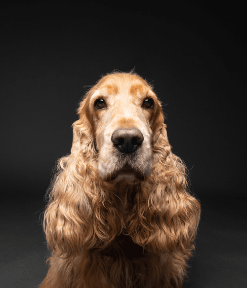 Cocker Spaniel #DA183