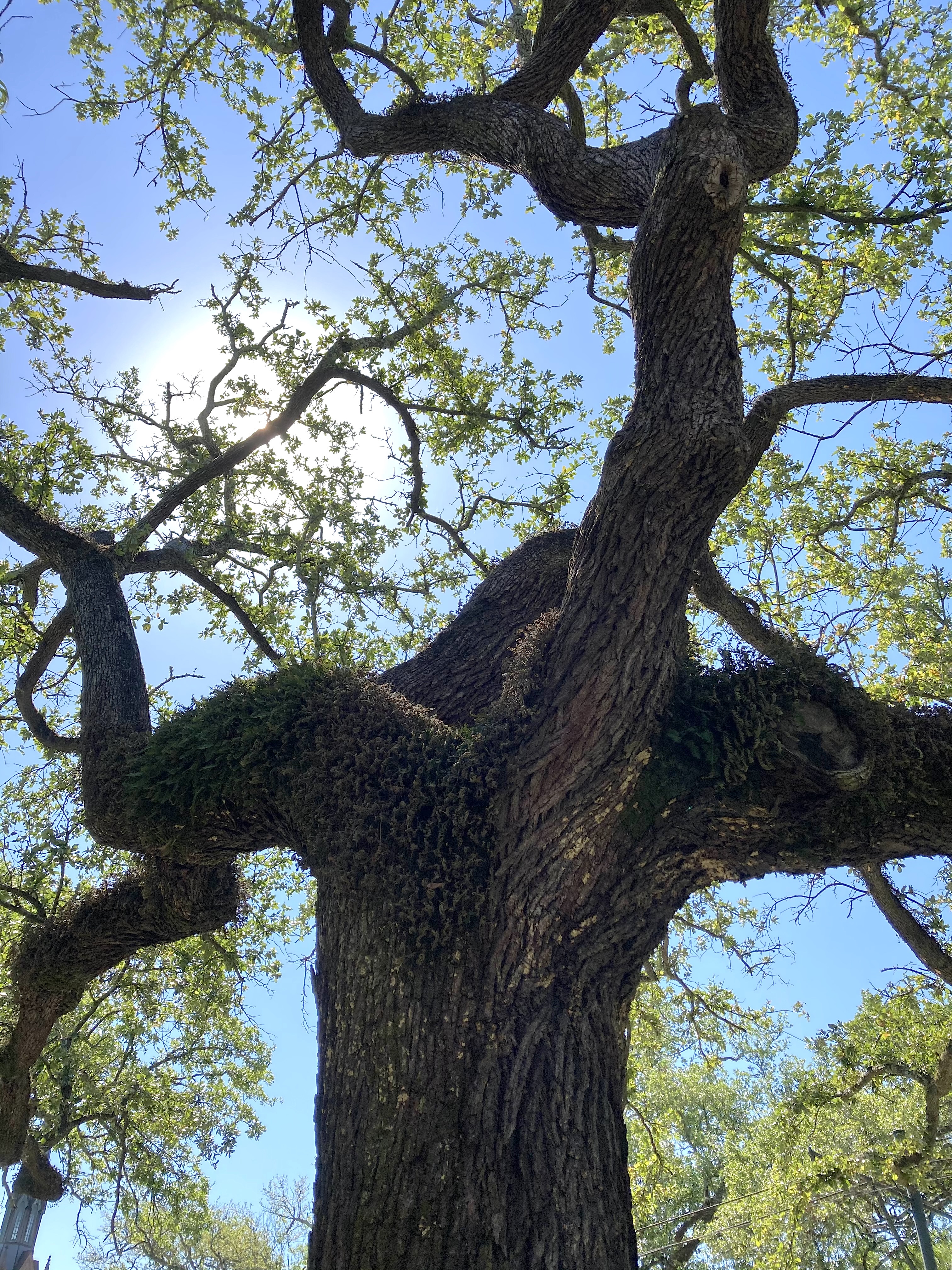 live oak sunshine