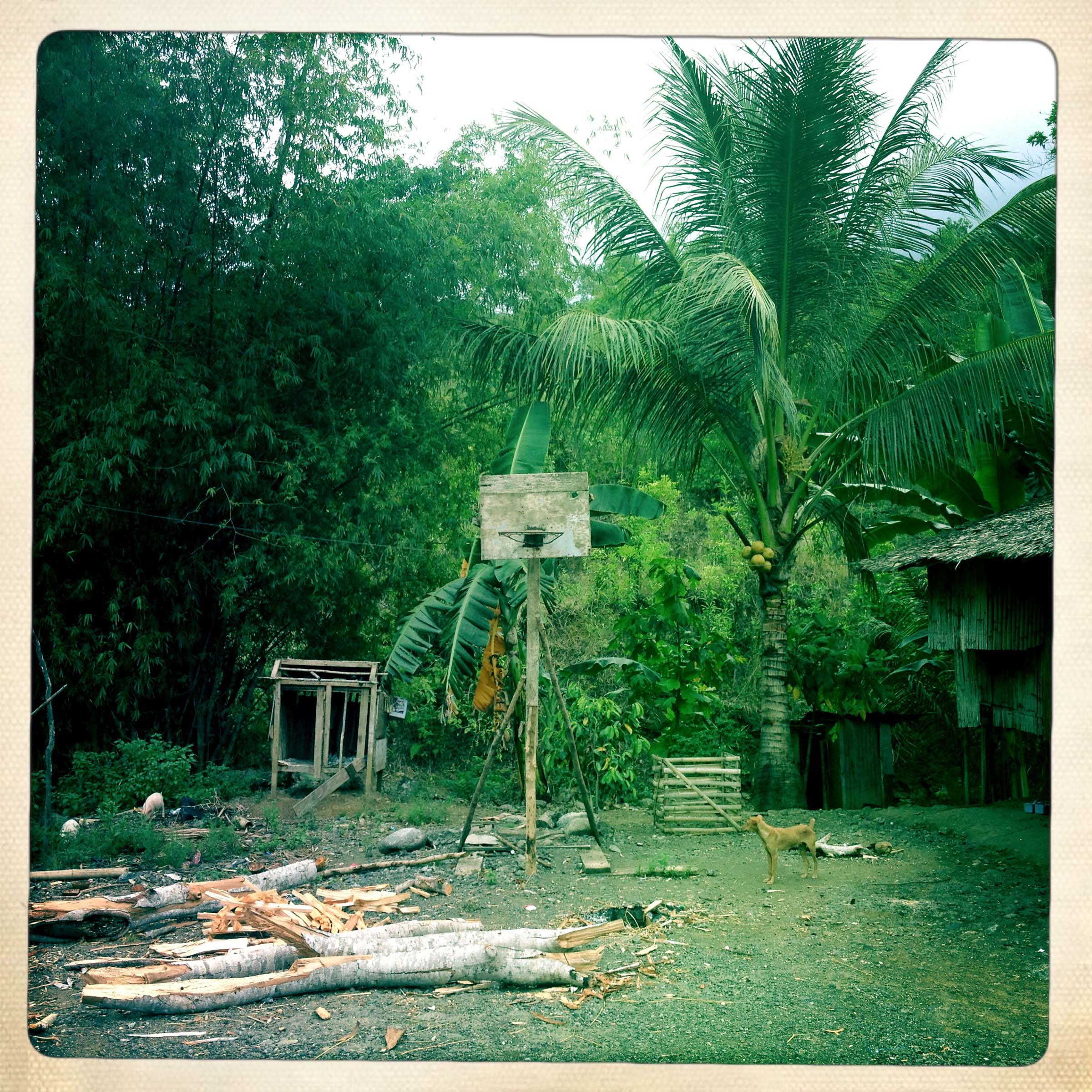 Basketball Landscape #13