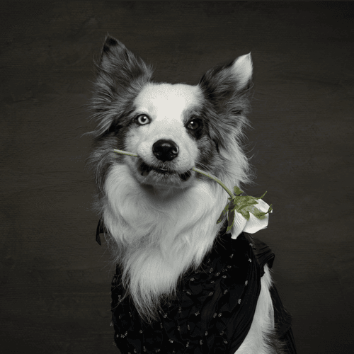 The Royal Prince of Collie