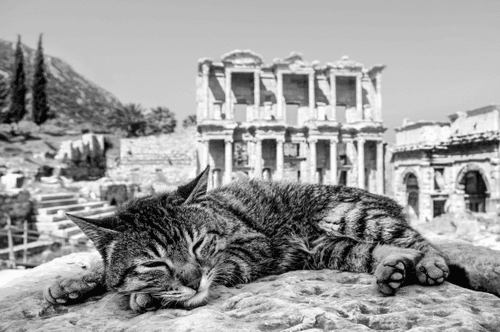Cat Edition Seckin Yenici