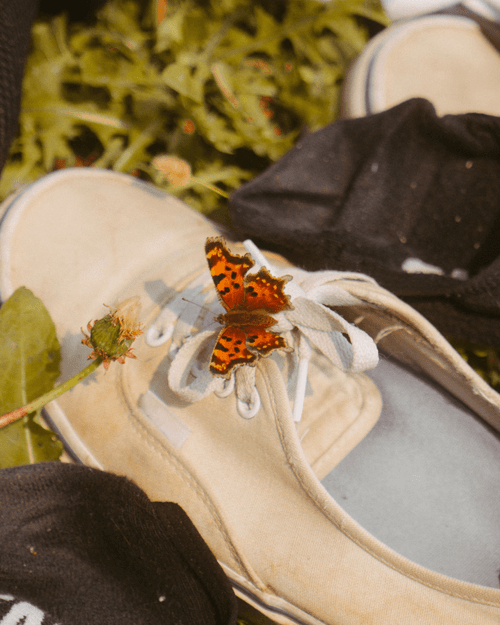 The Butterfly