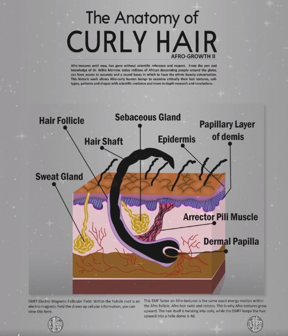 THE ANATOMY OF CURLY HAIR #2
