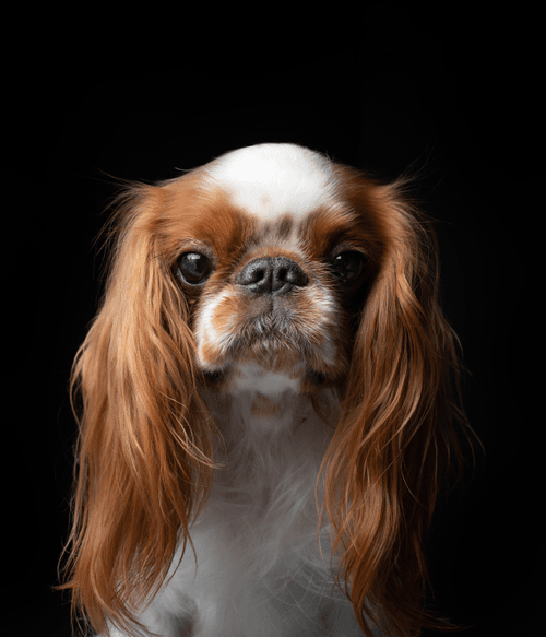 English Toy Spaniel #DA186
