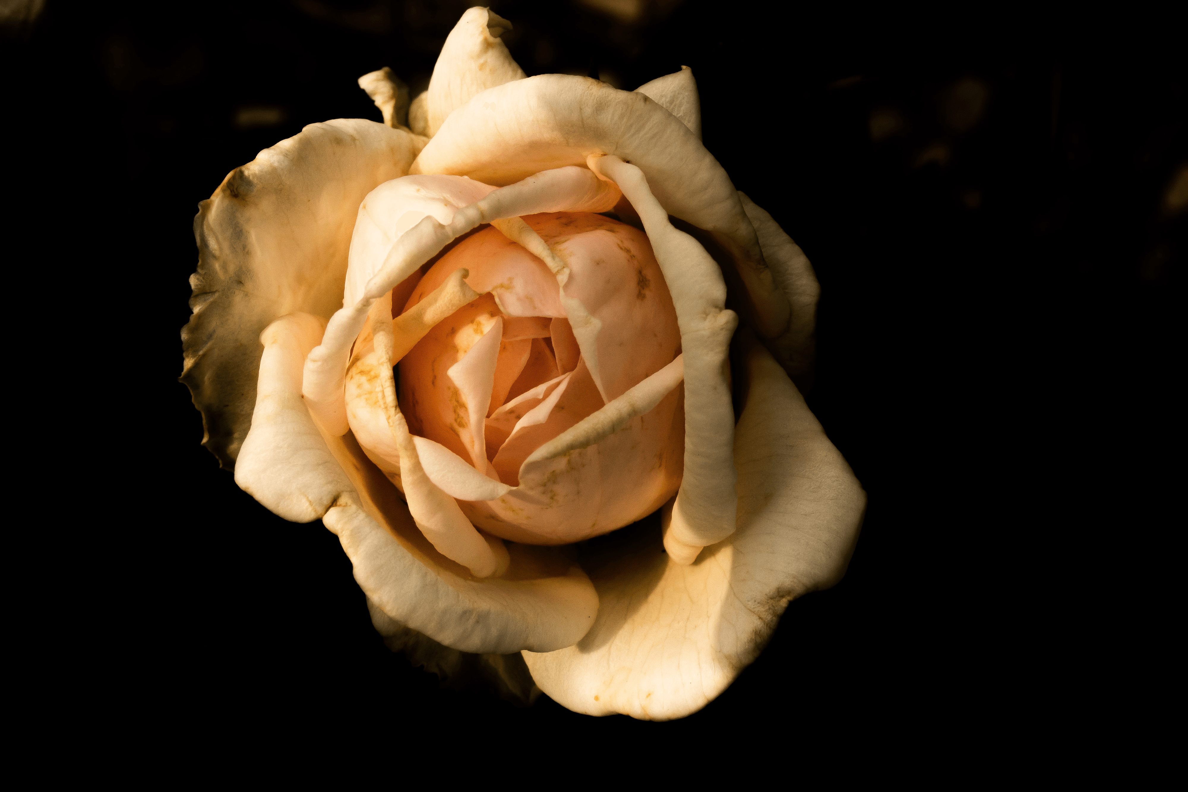 Pearly Rose
