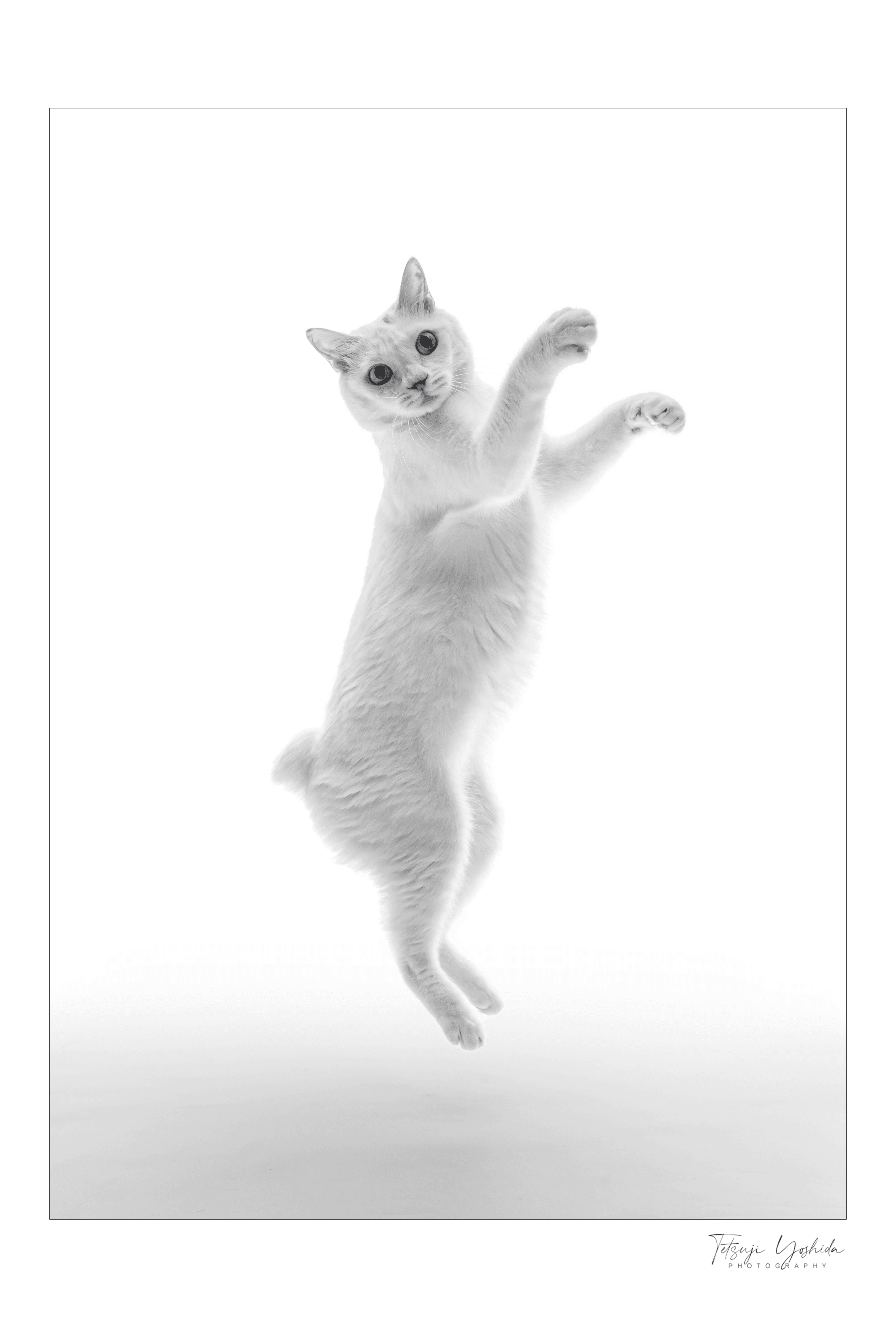 Teto the white cat "Jumping #2"