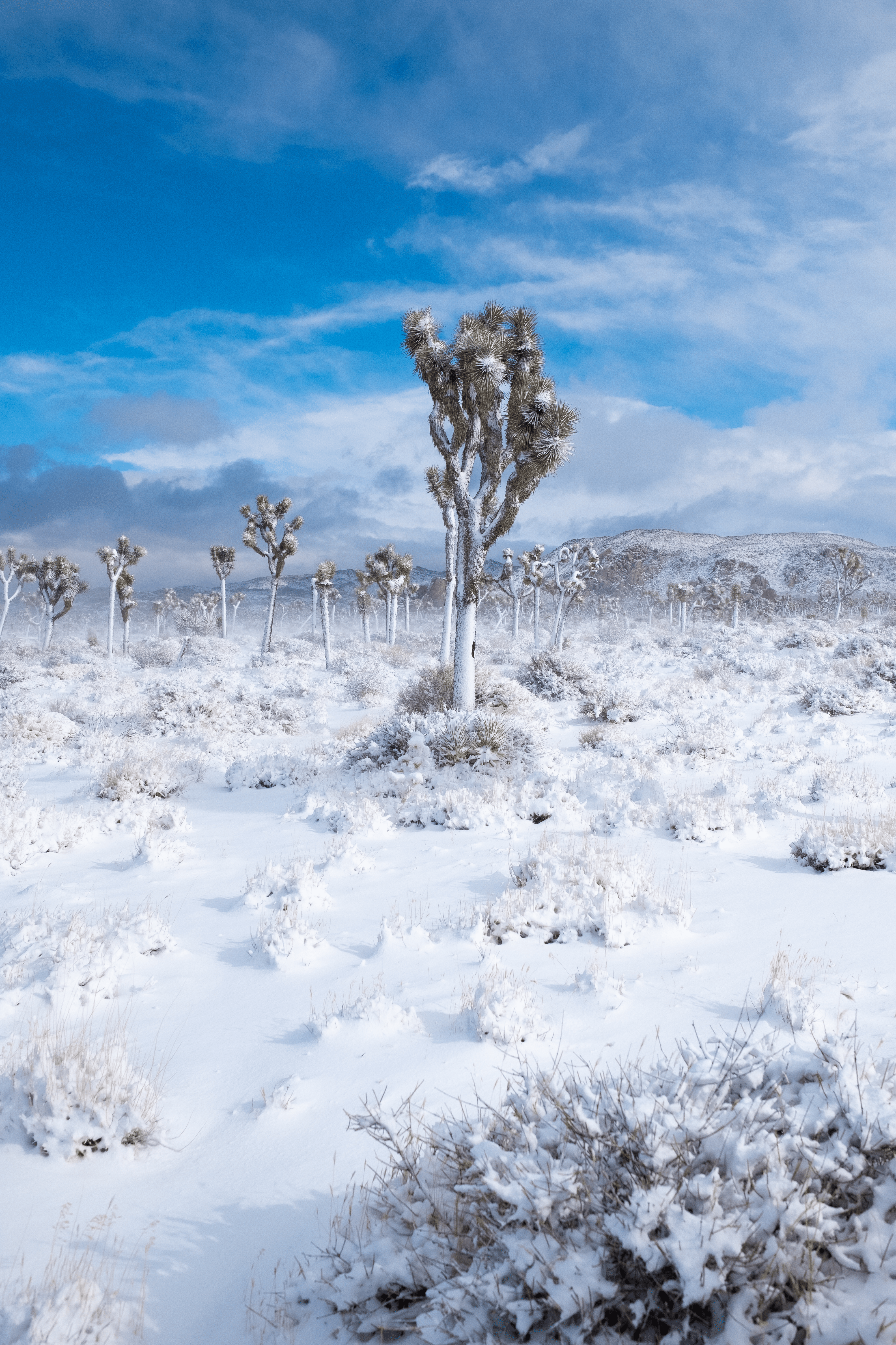 Joshua Tree in Winter #34