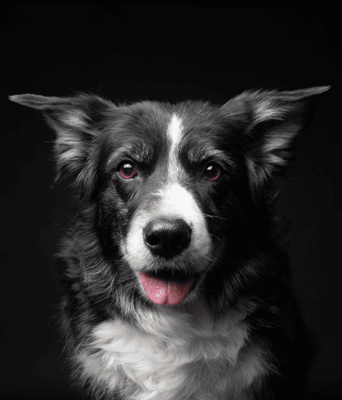 Border Collie #DA088