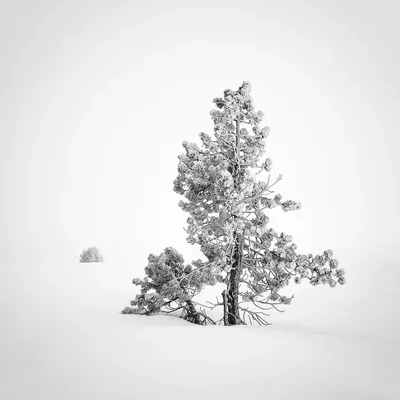 Lost in White