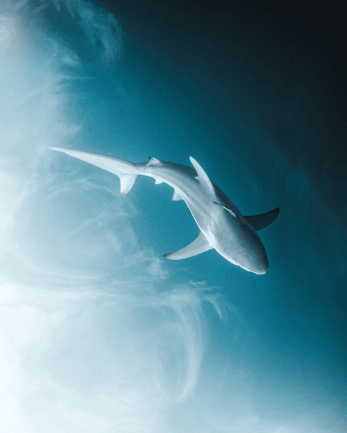 Cloudy with a Chance of Shark