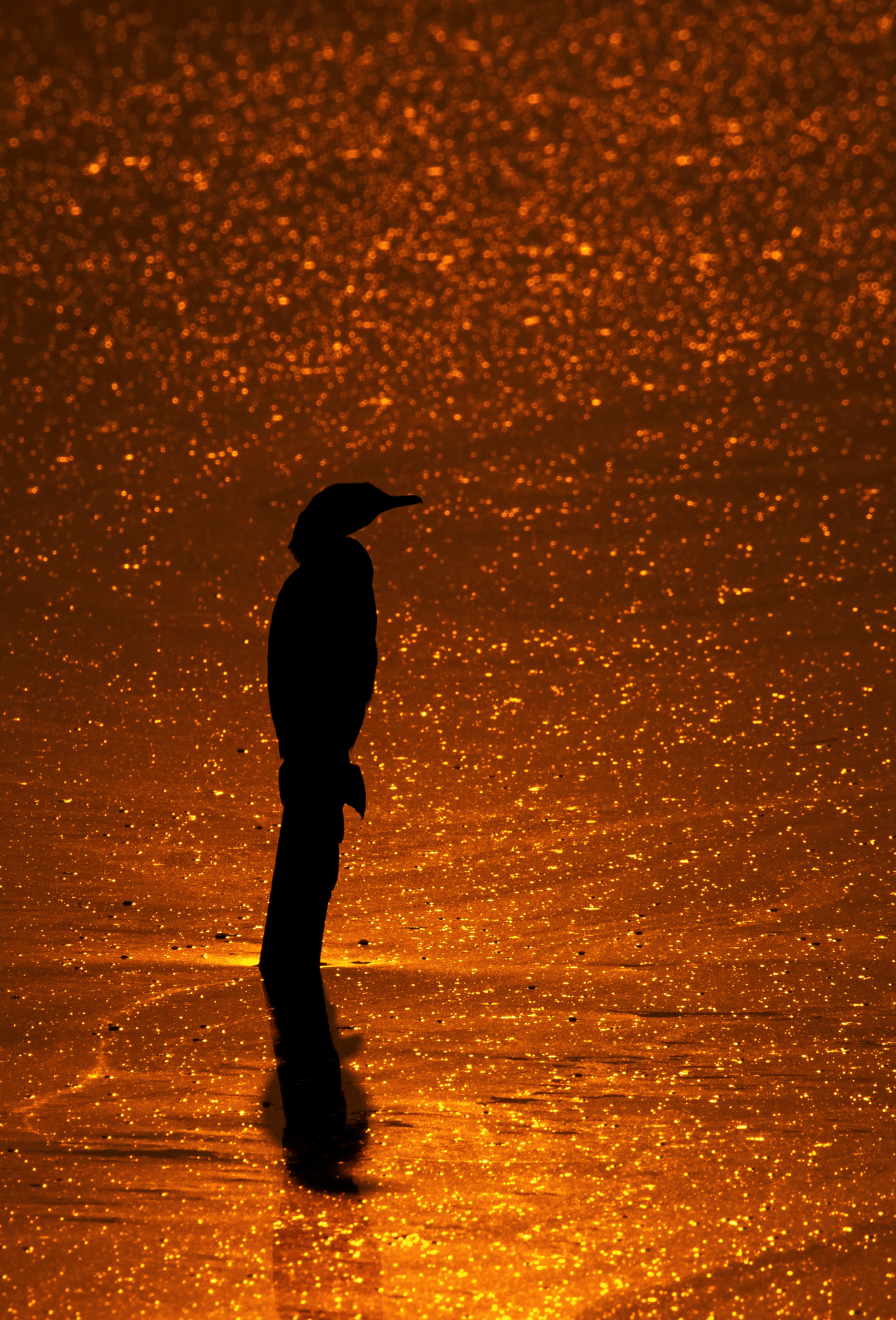 Little Cormorant in golden light