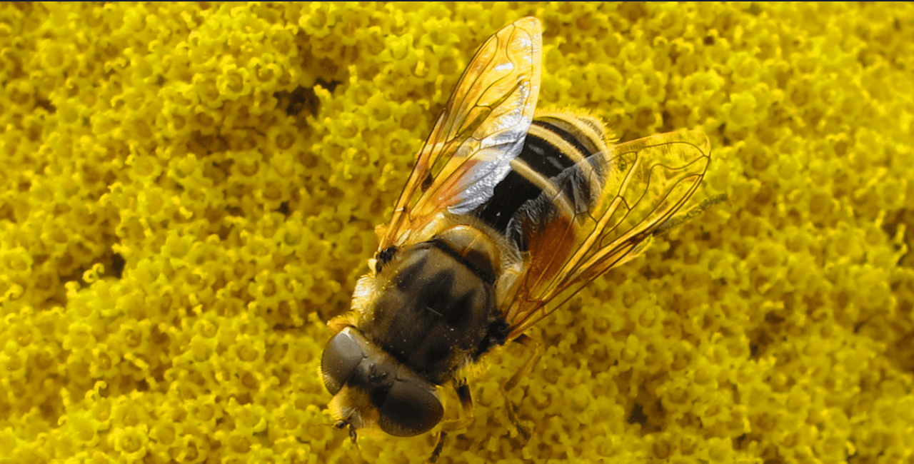 Macro (close up) photo of a bee by BTVG