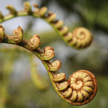 Kaponga | Ferns Unfurl