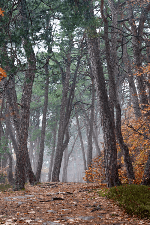 MOODY FOREST