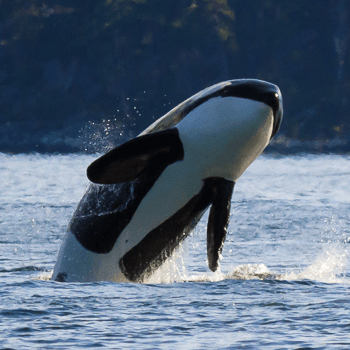 Wildlife of the Salish Sea