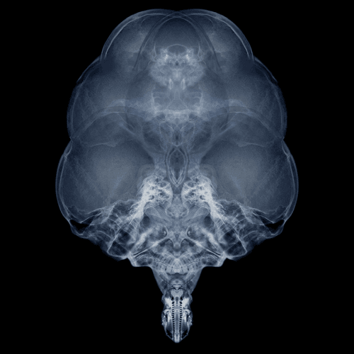 Alien Embryo - 443 of 2000