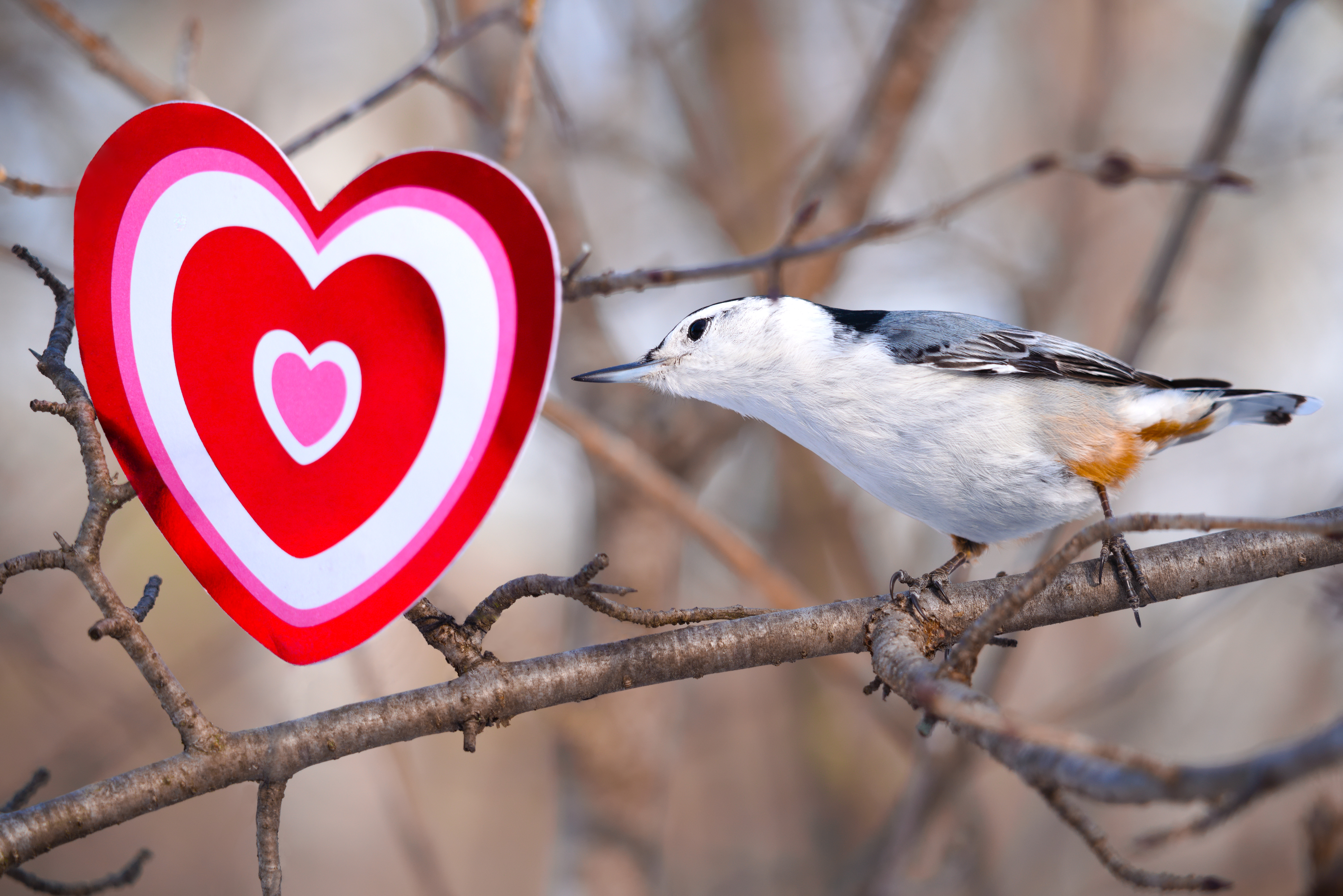 A White-Breasted Nuthatch Valentine