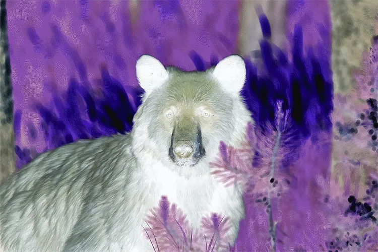 The Bearish Bear | Crypto Animals [1 of 2]