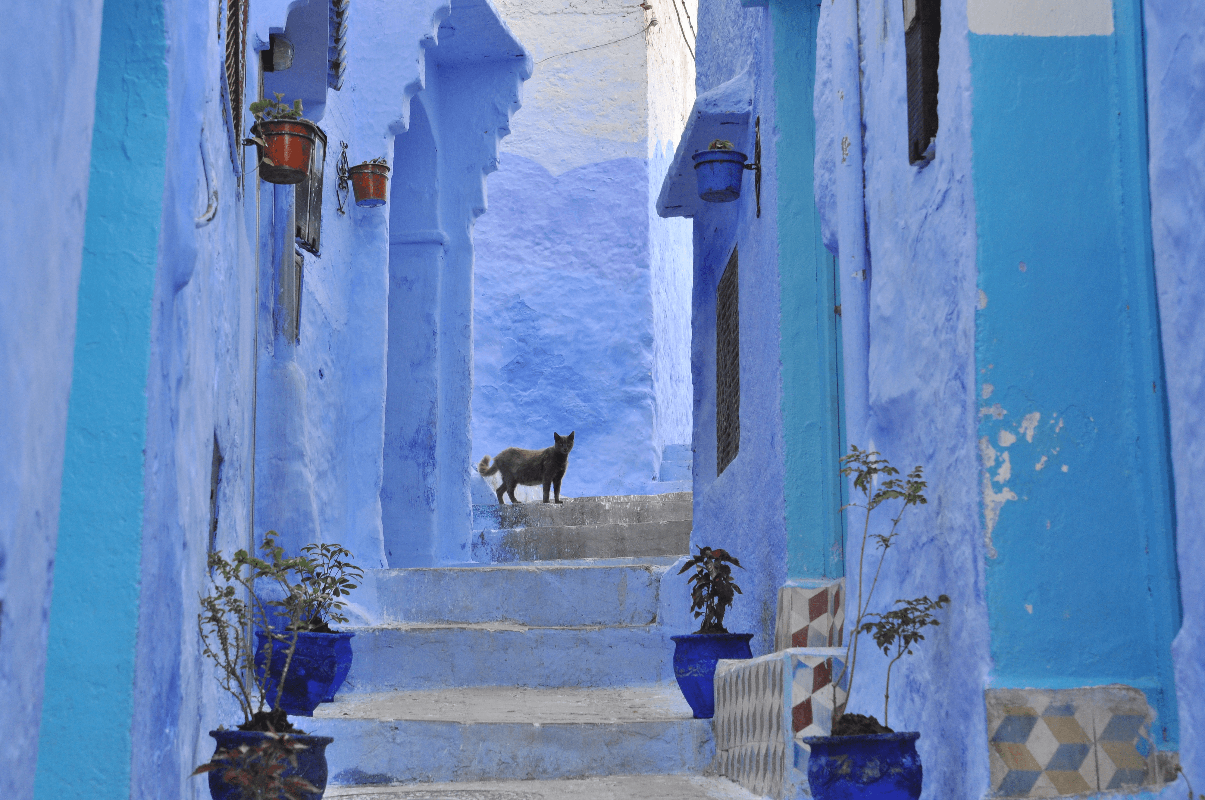 The grey cat from Chefchaouen