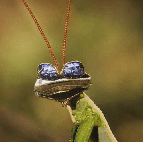 Mantis